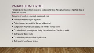 PARASEXUAL CYCLE
Pontecorvo and Roper (1952) discovered parasexual cycle in Aspergillus nidulans ( imperfect stage of
Emericella nidulans.
Sequence of events in a complete parasexual cycle
►Formation of heterokaryotic mycelium
►Fusion between two nuclei i.e. like and unlike nuclei
►Multiplication of diploid nuclei side by side with the haploid nuclei
►Occasional mitotic crossing- over during the multiplication of the diploid nuclei
►Sorting out of diploid nuclei
►Occasional haploidization of the diploid nuclei
►Sorting out of new haploid strains.
 