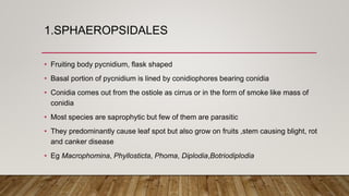 1.SPHAEROPSIDALES
• Fruiting body pycnidium, flask shaped
• Basal portion of pycnidium is lined by conidiophores bearing conidia
• Conidia comes out from the ostiole as cirrus or in the form of smoke like mass of
conidia
• Most species are saprophytic but few of them are parasitic
• They predominantly cause leaf spot but also grow on fruits ,stem causing blight, rot
and canker disease
• Eg Macrophomina, Phyllosticta, Phoma, Diplodia,Botriodiplodia
 
