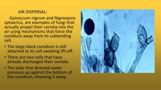 AIR DISPERSAL:
-Epicoccum nigrum and Nigrospora
sphaerica, are examples of fungi that
actually propel their conidia into the
air using mechanisms that force the
conidium away from its subtending
cell.
• The large black conidium is still
attached to its cell awaiting lift-off.
• There are two cells that have
already discharged their conidia.
• The tube that directed water
pressure up against the bottom of
the conidium, shooting it away.
 