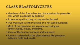 CLASS BLASTOMYCETES
• Members of this form-class are characterized by yeast-like
cells which propagate by budding.
• A pseudomycelium may or may not be formed.
• True mycelium is either lacking or is not well developed.
• Most of the members are saprobes occuring on
flowers,wood, leaves, and barks.
• Some of them occur on fresh and sea water.
• Some associated with the plant disease like powdery
mildews, rusts and smuts.
 