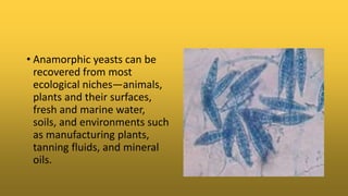 • Anamorphic yeasts can be
recovered from most
ecological niches—animals,
plants and their surfaces,
fresh and marine water,
soils, and environments such
as manufacturing plants,
tanning fluids, and mineral
oils.
 