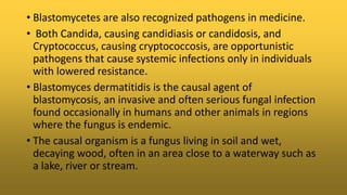 • Blastomycetes are also recognized pathogens in medicine.
• Both Candida, causing candidiasis or candidosis, and
Cryptococcus, causing cryptococcosis, are opportunistic
pathogens that cause systemic infections only in individuals
with lowered resistance.
• Blastomyces dermatitidis is the causal agent of
blastomycosis, an invasive and often serious fungal infection
found occasionally in humans and other animals in regions
where the fungus is endemic.
• The causal organism is a fungus living in soil and wet,
decaying wood, often in an area close to a waterway such as
a lake, river or stream.
 