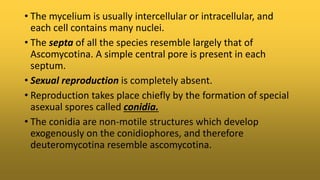 • The mycelium is usually intercellular or intracellular, and
each cell contains many nuclei.
• The septa of all the species resemble largely that of
Ascomycotina. A simple central pore is present in each
septum.
• Sexual reproduction is completely absent.
• Reproduction takes place chiefly by the formation of special
asexual spores called conidia.
• The conidia are non-motile structures which develop
exogenously on the conidiophores, and therefore
deuteromycotina resemble ascomycotina.
 