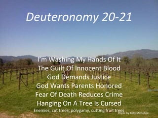 Deuteronomy 20-21
I’m Washing My Hands Of It
The Guilt Of Innocent Blood
God Demands Justice
God Wants Parents Honored
Fear Of Death Reduces Crime
Hanging On A Tree Is Cursed
Enemies, cut trees, polygamy, cutting fruit treesPhoto by Kelly McGehee
 