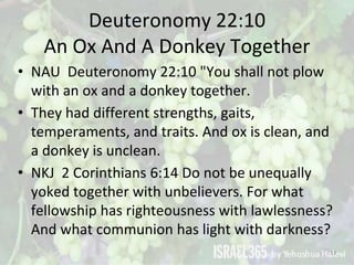 Deuteronomy 22:10
An Ox And A Donkey Together
• NAU Deuteronomy 22:10 "You shall not plow
with an ox and a donkey together...