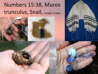 Numbers 15:38, Murex
trunculus, Snail, Google Images
 