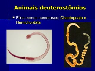 Animais deuterostômios
   Filos menos numerosos: Chaetognata e
    Hemichordata
 