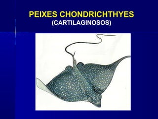 PEIXES CHONDRICHTHYES
    (CARTILAGINOSOS)
 