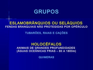 GRUPOS

  ESLAMOBRÂNQUIOS OU SELÁQUIOS
FENDAS BRANQUIAIS NÃO PROTEGIDAS POR OPÉRCULO

           TUBARÕES, RAIAS E CAÇÕES



              HOLOCÉFALOS
      ANIMAIS DE GRANDES PROFUNDIDADES
      (ÁGUAS OCEÂNICAS FRIAS – 80 A 1800m)

                   QUIMERAS
 