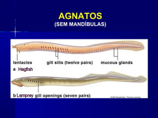 AGNATOS
(SEM MANDÍBULAS)
 
