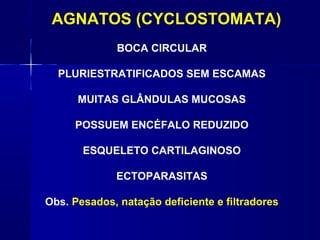AGNATOS (CYCLOSTOMATA)
              BOCA CIRCULAR

  PLURIESTRATIFICADOS SEM ESCAMAS

      MUITAS GLÂNDULAS MUCOSAS

     POSSUEM ENCÉFALO REDUZIDO

       ESQUELETO CARTILAGINOSO

              ECTOPARASITAS

Obs. Pesados, natação deficiente e filtradores
 