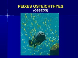 PEIXES OSTEICHTHYES
      (ÓSSEOS)
 