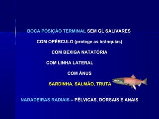 BOCA POSIÇÃO TERMINAL SEM GL SALIVARES

      COM OPÉRCULO (protege as brânquias)

            COM BEXIGA NATATÓRIA

          COM LINHA LATERAL

                  COM ÂNUS

           SARDINHA, SALMÃO, TRUTA


NADADEIRAS RADIAIS – PÉLVICAS, DORSAIS E ANAIS
 
