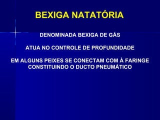 BEXIGA NATATÓRIA

        DENOMINADA BEXIGA DE GÁS

    ATUA NO CONTROLE DE PROFUNDIDADE

EM ALGUNS PEIXES SE CONECTAM COM À FARINGE
     CONSTITUINDO O DUCTO PNEUMÁTICO
 