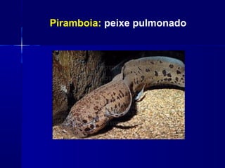 Piramboia: peixe pulmonado
 