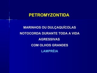 PETROMYZONTIDA

 MARINHOS OU DULÇAQUÍCOLAS
NOTOCORDA DURANTE TODA A VIDA
         AGRESSIVAS
     COM OLHOS GRANDES
          LAMPRÉIA
 