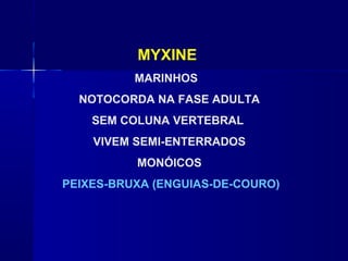 MYXINE
          MARINHOS
  NOTOCORDA NA FASE ADULTA
    SEM COLUNA VERTEBRAL
    VIVEM SEMI-ENTERRADOS
          MONÓICOS
PEIXES-BRUXA (ENGUIAS-DE-COURO)
 