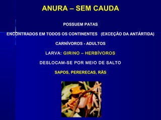 ANURA – SEM CAUDA

                      POSSUEM PATAS

ENCONTRADOS EM TODOS OS CONTINENTES (EXCEÇÃO DA ANTÁRTIDA)

                   CARNÍVOROS - ADULTOS

               LARVA: GIRINO – HERBÍVOROS

            DESLOCAM-SE POR MEIO DE SALTO

                  SAPOS, PERERECAS, RÃS
 