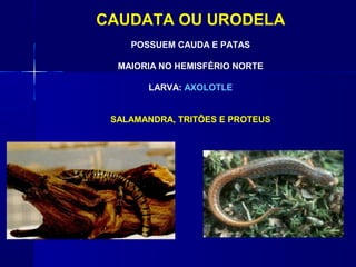 CAUDATA OU URODELA
    POSSUEM CAUDA E PATAS

  MAIORIA NO HEMISFÉRIO NORTE

       LARVA: AXOLOTLE


 SALAMANDRA, TRITÕES E PROTEUS
 