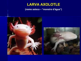 LARVA AXOLOTLE
(nome asteca – “monstro d’água”)
 