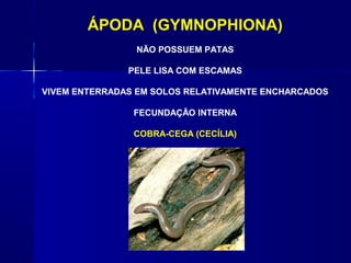 ÁPODA (GYMNOPHIONA)
                NÃO POSSUEM PATAS

               PELE LISA COM ESCAMAS

VIVEM ENTERRADAS EM SOLOS RELATIVAMENTE ENCHARCADOS

                FECUNDAÇÃO INTERNA

                COBRA-CEGA (CECÍLIA)
 