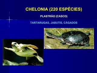 CHELONIA (220 ESPÉCIES)
      PLASTRÃO (CASCO)

 TARTARUGAS, JABUTIS, CÁGADOS
 