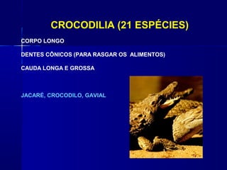 CROCODILIA (21 ESPÉCIES)
CORPO LONGO

DENTES CÔNICOS (PARA RASGAR OS ALIMENTOS)

CAUDA LONGA E GROSSA



JACARÉ, CROCODILO, GAVIAL
 