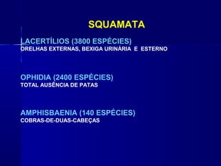 SQUAMATA
LACERTÍLIOS (3800 ESPÉCIES)
ORELHAS EXTERNAS, BEXIGA URINÁRIA E ESTERNO




OPHIDIA (2400 ESPÉCIES)
TOTAL AUSÊNCIA DE PATAS




AMPHISBAENIA (140 ESPÉCIES)
COBRAS-DE-DUAS-CABEÇAS
 
