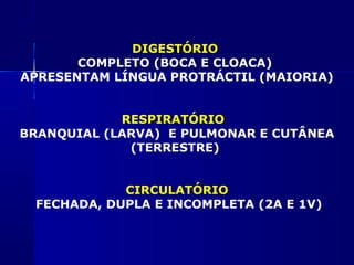 DIGESTÓRIO
       COMPLETO (BOCA E CLOACA)
APRESENTAM LÍNGUA PROTRÁCTIL (MAIORIA)


            RESPIRATÓRIO
BRANQUIAL (LARVA) E PULMONAR E CUTÂNEA
             (TERRESTRE)


            CIRCULATÓRIO
 FECHADA, DUPLA E INCOMPLETA (2A E 1V)
 