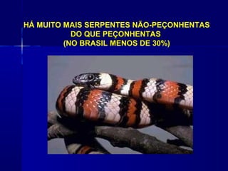 HÁ MUITO MAIS SERPENTES NÃO-PEÇONHENTAS
           DO QUE PEÇONHENTAS
         (NO BRASIL MENOS DE 30%)
 