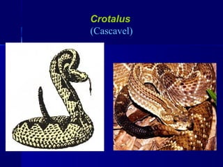 Crotalus
(Cascavel)
 