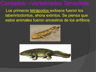 Los peces pulmonados solo habitan en África, Australia y Sudamérica. (anguila pulmonada)Cordados->Vertebrados Terrestres    Los primeros tetrápodos exitosos fueron los laberintodontos, ahora extintos. Se piensa que estos animales fueron ancestros de los anfibios.