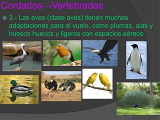 Cordados->Vertebrados3.- Las aves (clase aves) tienen muchas adaptaciones para el vuelo, como plumas, alas y huesos huecos y ligeros con espacios aéreos.