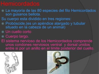 HemicordadosLa mayoría de las 80 especies del filo Hemicordados son gusanos bellota. Su cuerpo esta dividido en tres regiones:Probóscide.(es un apéndice alargado y tubular situado en la cabeza de un animal)Un cuello corto Cuerpo largo.El sistema nervioso de los Hemicordados comprende unos condones nerviosos ventral  y dorsal unidos entre si por un anillo en el limite posterior del cuello.