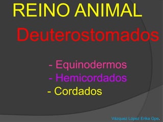 REINO ANIMAL    Deuterostomados- Equinodermos- Hemicordados- Cordados           Vázquez López ErikaGpe.  