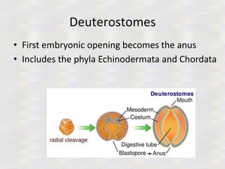 Deuterostomes
• First embryonic opening becomes the anus
• Includes the phyla Echinodermata and Chordata
 