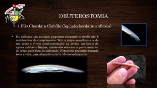 DEUTEROSTOMIA
• Filo Chordata (Subfilo Cephalochordata: anfioxos)
• Os anfioxos são animais pequenos chegando a medir até 8
centímetros de comprimento. Têm o corpo semelhante a de
um peixe e vivem semi-enterrados na areias, em locais de
águas calmas e limpas, mantendo somente a parte anterior
do corpo para fora do substrato. Notocorda presente durante
toda a vida, parcialmente enterrando no sedimentos.
 