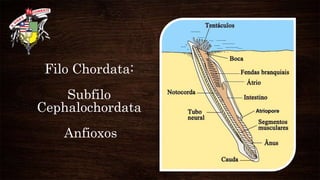 Filo Chordata:
Subfilo
Cephalochordata
Anfioxos
 