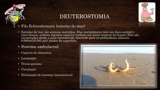 DEUTEROSTOMIA
• Filo Echinodermata (estrelas-do-mar)
• Estrelas-do-mar são animais marinhos. Elas normalmente têm um disco central e
cinco braços, embora algumas espécies tenham um maior número de braços, Elas são
encontradas desde a zona intermareal, descendo para as profundezas abissais,
6.000m(20.000 pés) abaixo da superfície.
• Sistema ambulacral:
• Captura de alimentos
• Locomoção
• Trocas gasosas
• Circulação
• Eliminação de excretas (amonioticos)
 