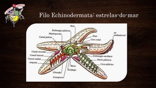 Filo Echinodermata: estrelas-do-mar
 