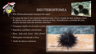 DEUTEROSTOMIA
• Filo Echinodermata (ouriços-do-mar)
• O ouriço-do-mar é um animal espinhoso que vive no fundo do mar rochoso, tanto
de águas rasas como profundas, morna ou fria.. Semelhante a estrelas do mar,
ouriços-do-mar têm um sistema vascular.
• Carapaça rígida envolvendo o corpo
• Espinhos auxiliam a locomoção
• Boca - lado oral, Anus - lado aboral
• Brânquias circulando a boca
• fusão de placas calcárias
 