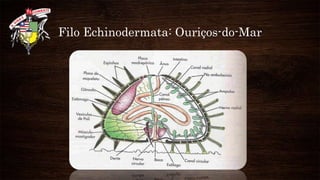 Filo Echinodermata: Ouriços-do-Mar
 