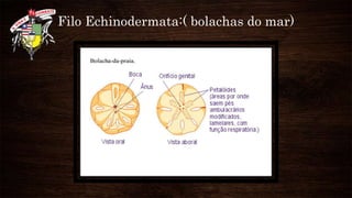 Filo Echinodermata:( bolachas do mar)
 