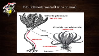 Filo Echinodermata:(Lírios do mar)
 