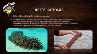 DEUTEROSTOMIA
• Filo Echinodermata (pepinos-do-mar)
• são animais que vivem em todos os oceanos do mundo. São encontrados
principalmente em águas rasas. Mas alguns podem ser encontrados
no oceano profundo. Eles são chamados de pepinos-do-mar devido à sua forma
cilíndrica e à presença de protuberâncias em todo o corpo.
 