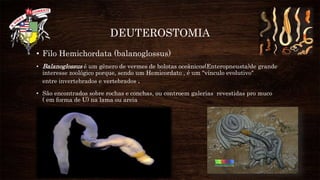 DEUTEROSTOMIA
• Filo Hemichordata (balanoglossus)
• Balanoglossus é um gênero de vermes de bolotas oceânicos(Enteropneusta)de grande
interesse zoológico porque, sendo um Hemicordato , é um "vínculo evolutivo"
entre invertebrados e vertebrados .
• São encontrados sobre rochas e conchas, ou controem galerias revestidas pro muco
( em forma de U) na lama ou areia
 