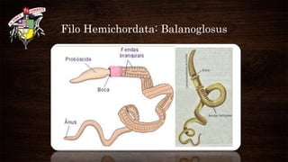 Filo Hemichordata: Balanoglosus
 