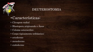DEUTEROSTOMIA
•Características:
• Clivagem radial
• Blastoporo originando o Ânus
• Celoma esterocelico
• Corpo tipicamente triblástico:
• ectoderme
• mesoderme
• endoderme
 