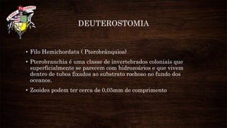 DEUTEROSTOMIA
• Filo Hemichordata ( Pterobrânquios)
• Pterobranchia é uma classe de invertebrados coloniais que
superficialmente se parecem com hidrozoários e que vivem
dentro de tubos fixados ao substrato rochoso no fundo dos
oceanos.
• Zooides podem ter cerca de 0,05mm de comprimento
 