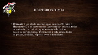 DEUTEROSTOMIA
• Craniata é um clado que inclui as mixinas (Myxini =
Hyperotreti) e os vertebrados (Vertebrata), ou seja, todos
os animais com crânio, quer este seja de tecido
ósseo ou cartilaginoso. Pertencem a este grupo todos
os peixes, anfíbios, répteis, aves e mamíferos.
 